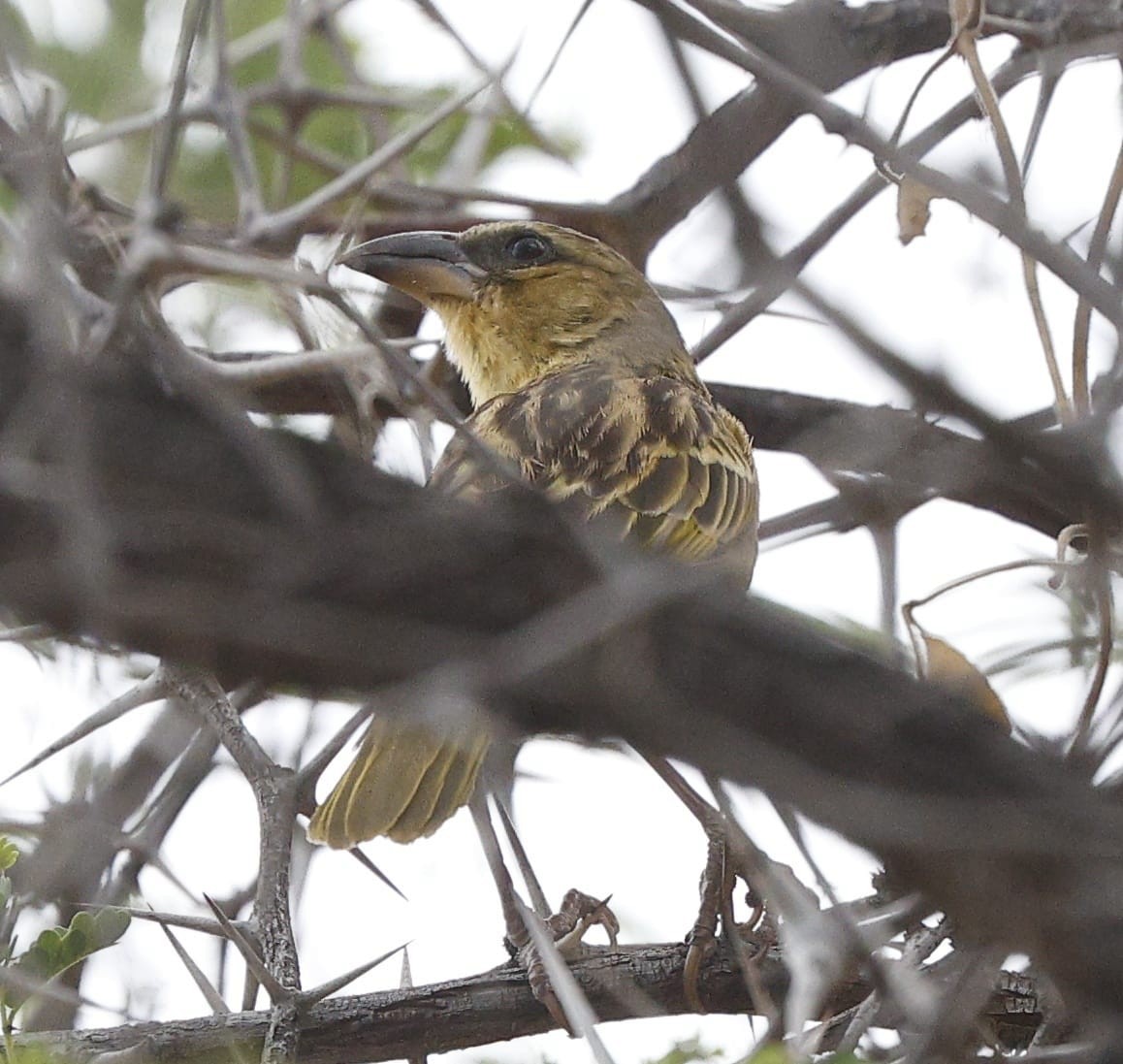Village Weaver - ML643657069