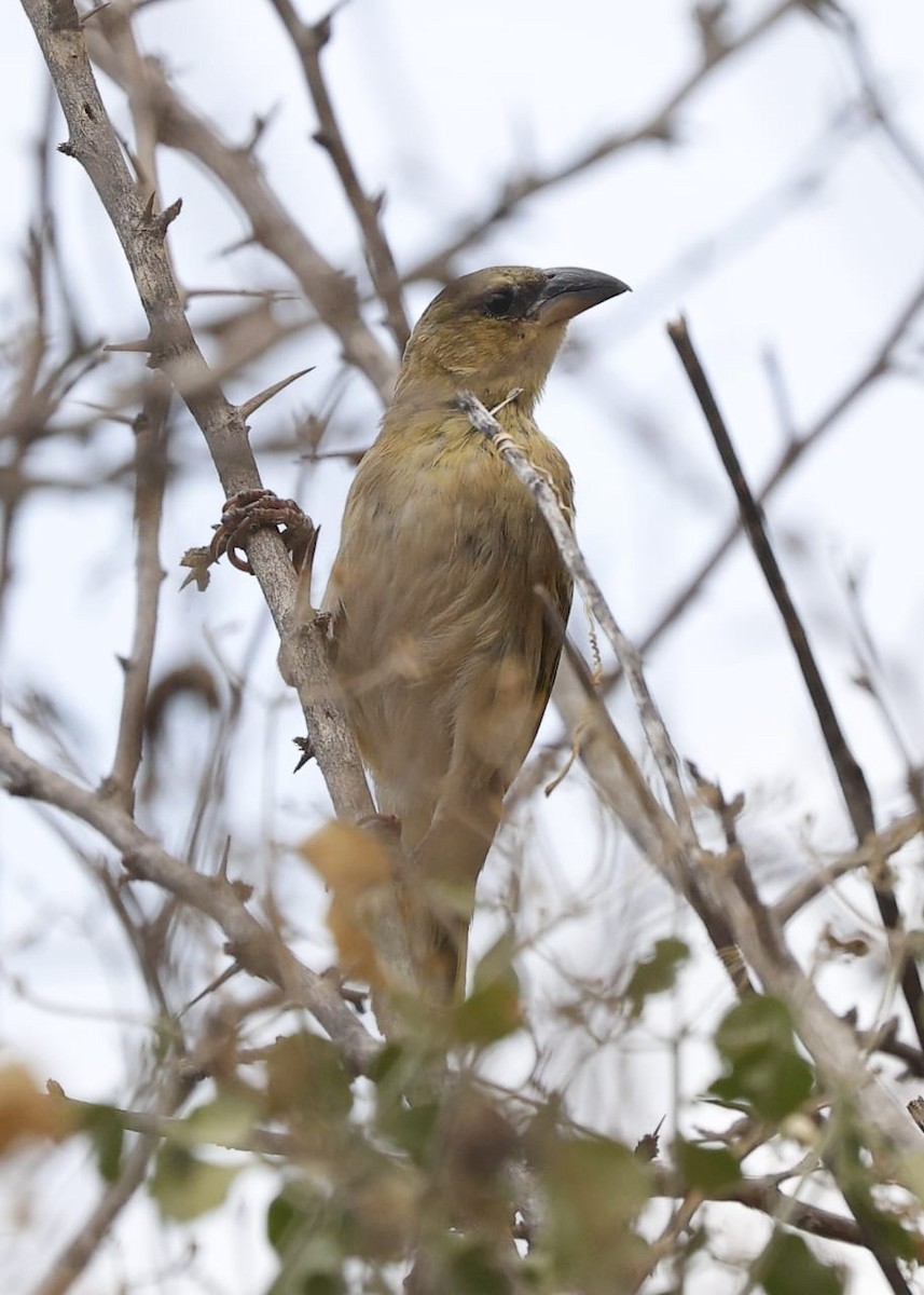 Village Weaver - ML643657070