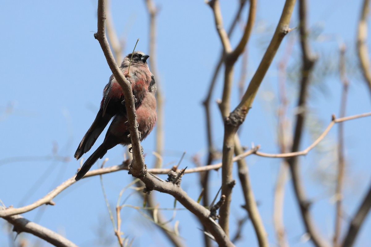 Black-faced Waxbill - ML643657072