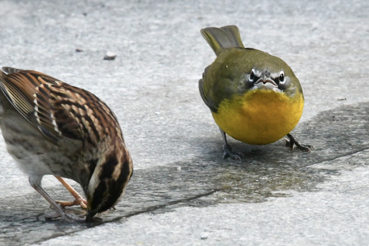 Yellow-breasted Chat (virens) - ML643657073