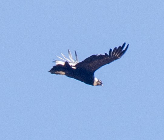 Andean Condor - ML643657074