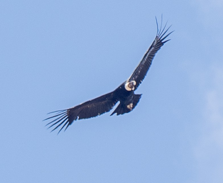 Andean Condor - ML643657075