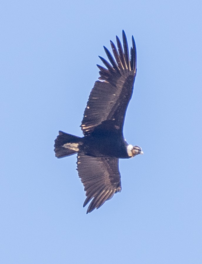Andean Condor - ML643657076