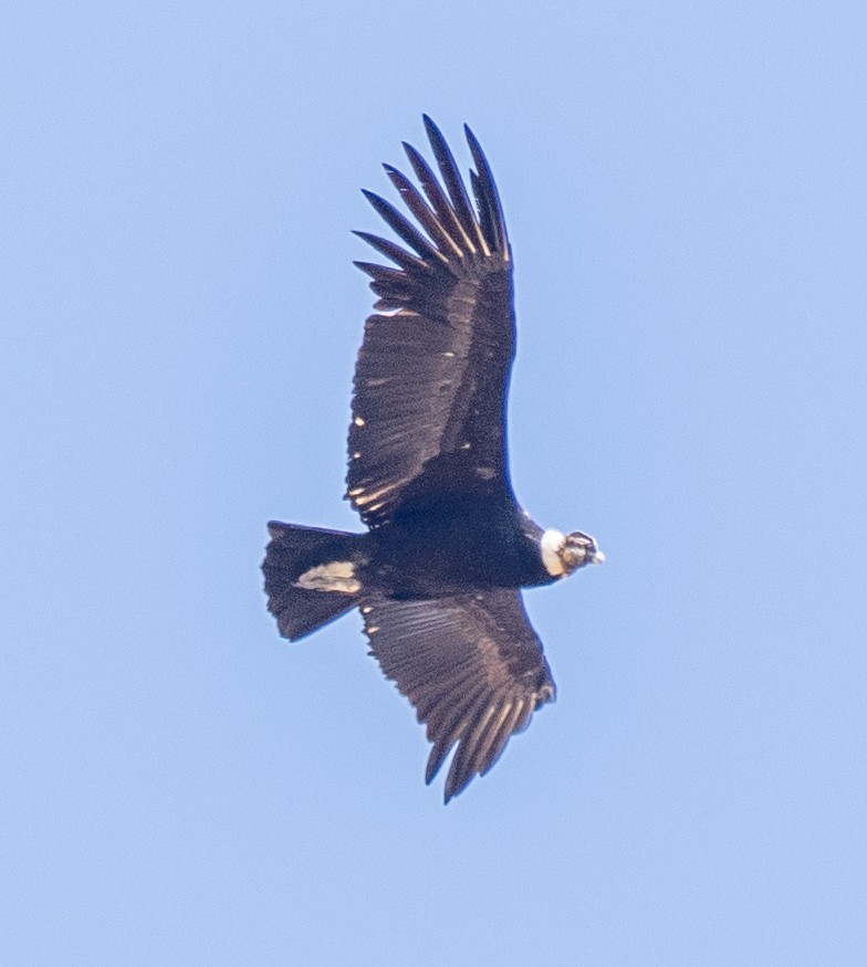 Andean Condor - ML643657077
