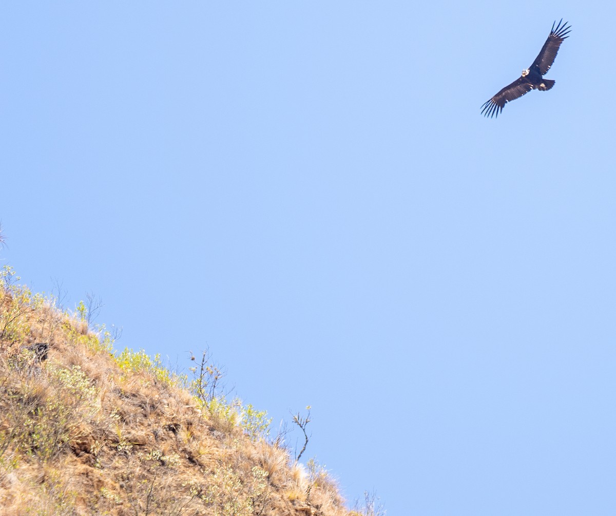 Andean Condor - ML643657078