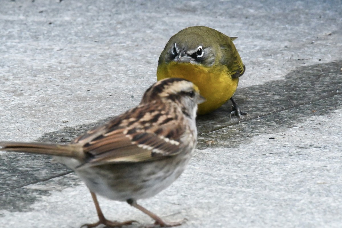 Yellow-breasted Chat (virens) - ML643657079