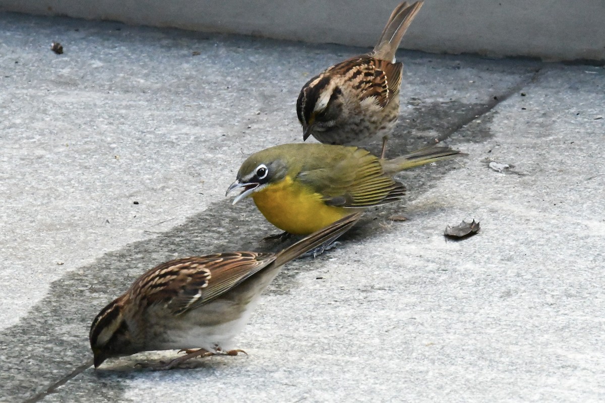 Yellow-breasted Chat (virens) - ML643657083