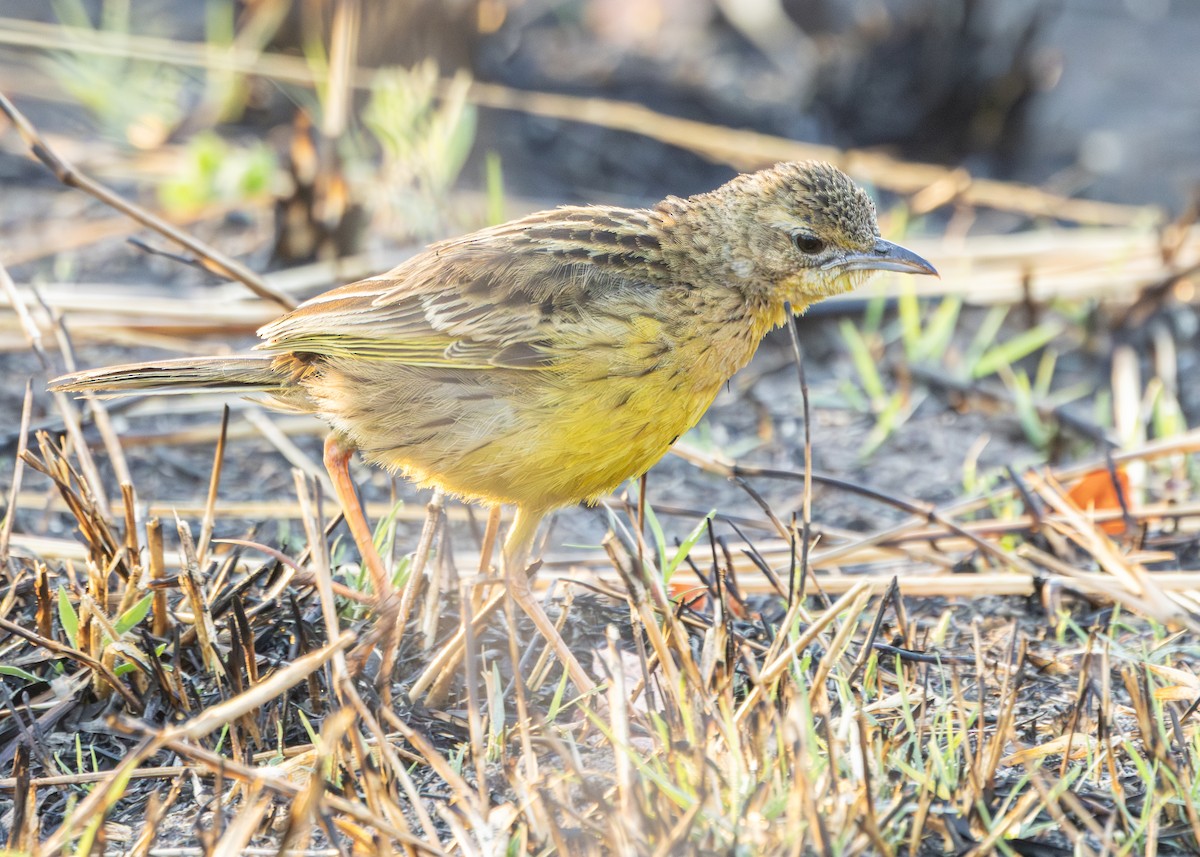 Yellow-throated Longclaw - ML643657107