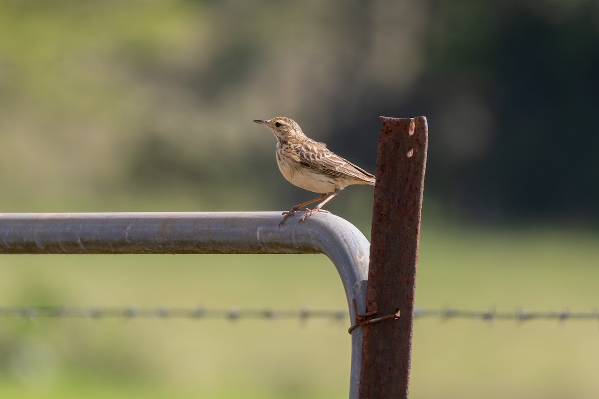 Australian Pipit - ML643657110