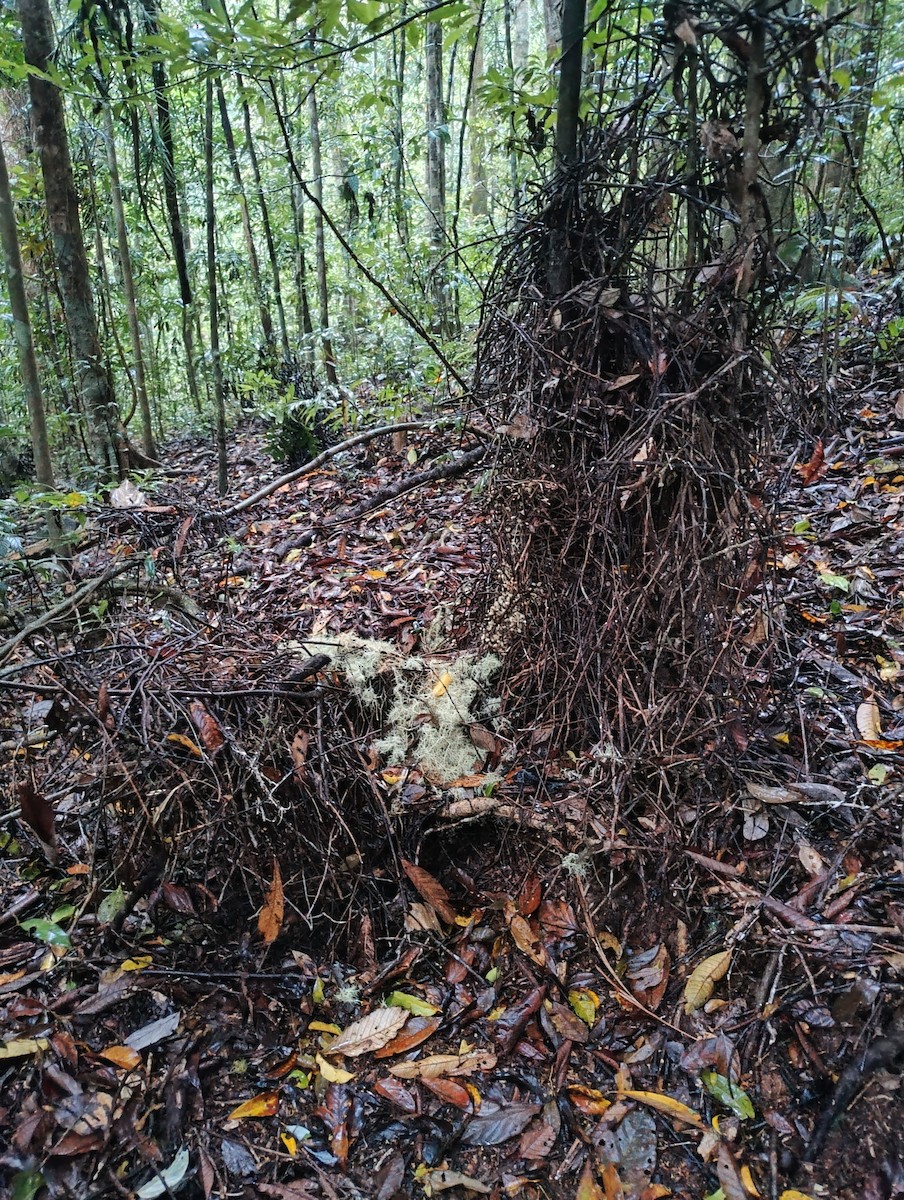 Golden Bowerbird - ML643657124