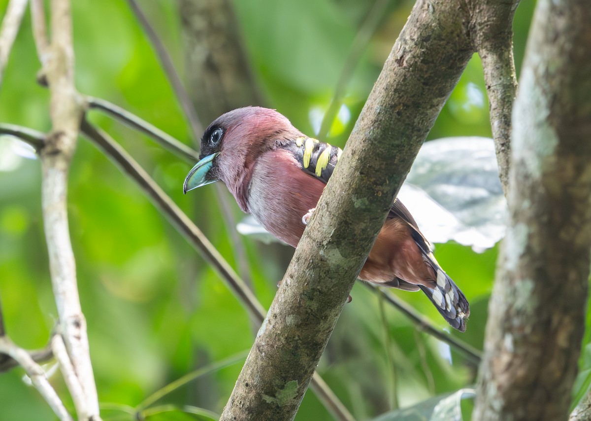 Banded Broadbill - ML643657137