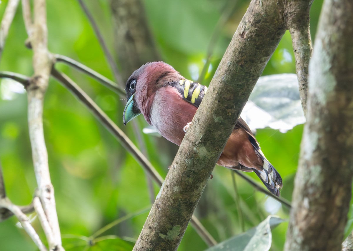 Banded Broadbill - ML643657138