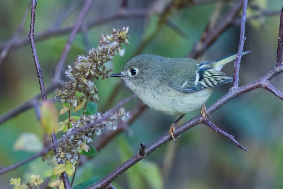 Ruby-crowned Kinglet - ML643657140