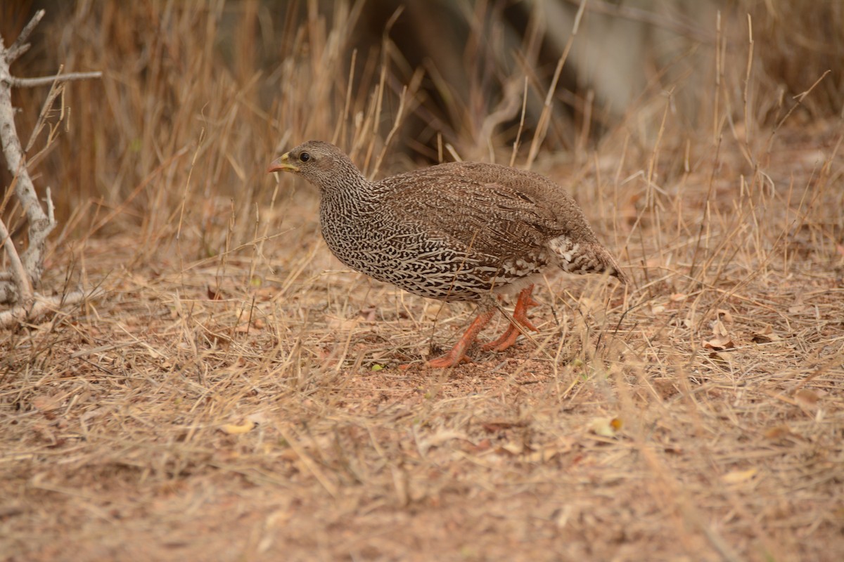 Natal Spurfowl - ML643657142