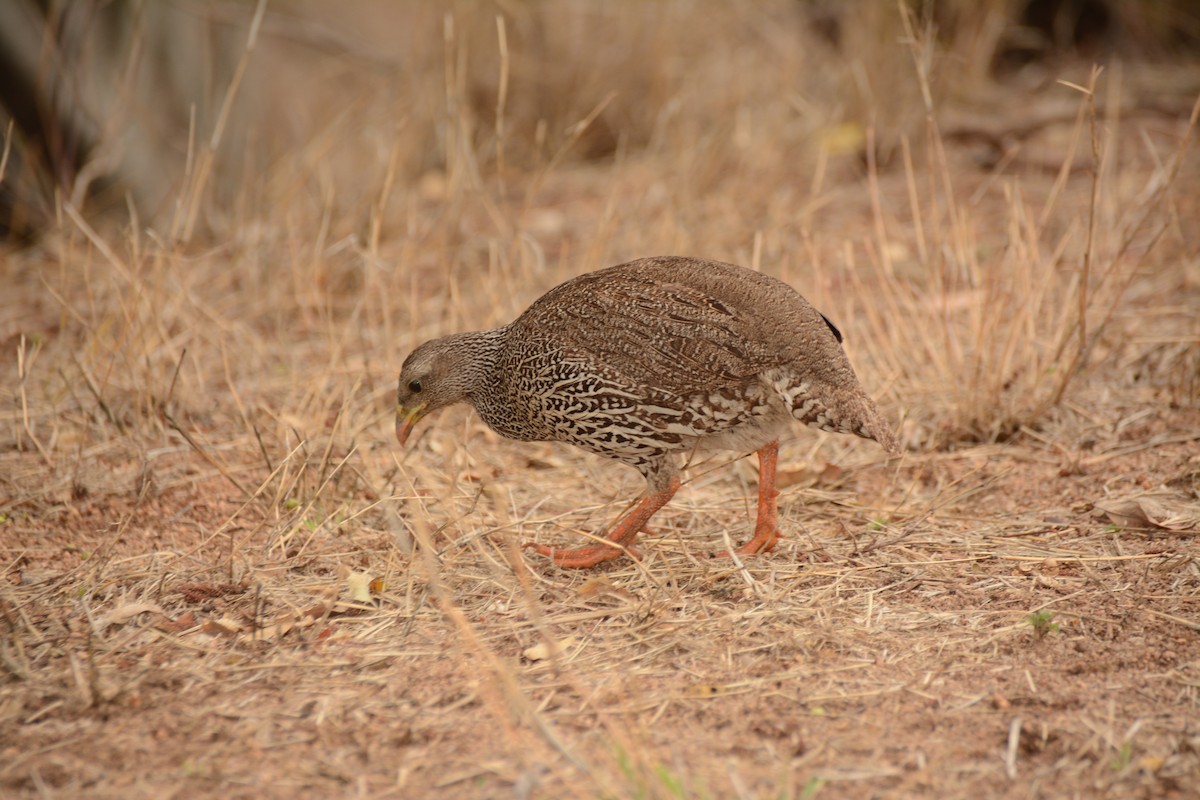 Natal Spurfowl - ML643657143