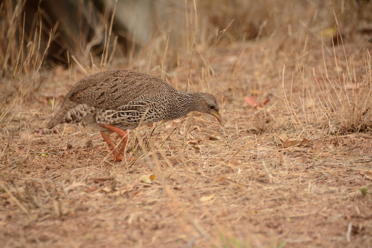 Natal Spurfowl - ML643657144