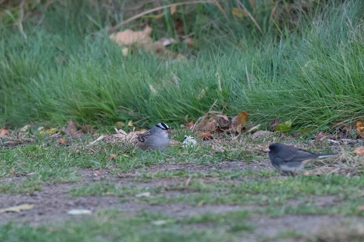 White-crowned Sparrow - ML643657156