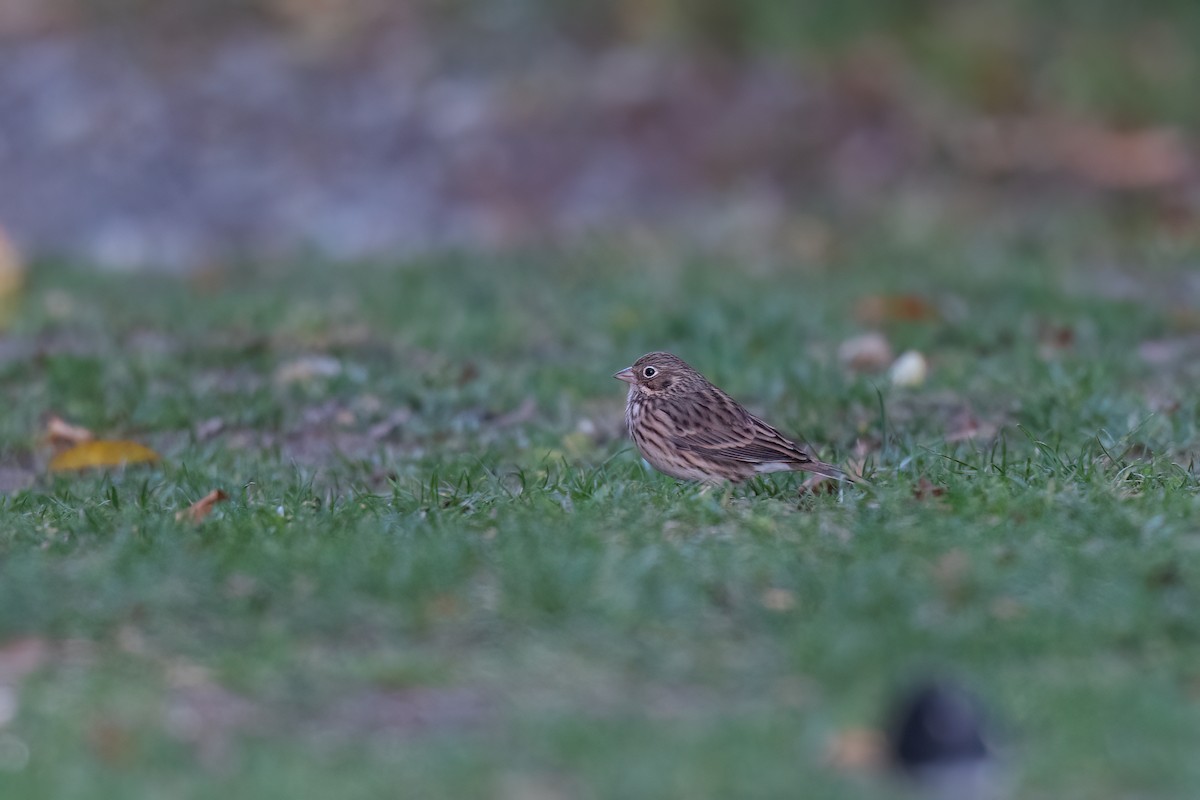 Vesper Sparrow - ML643657161