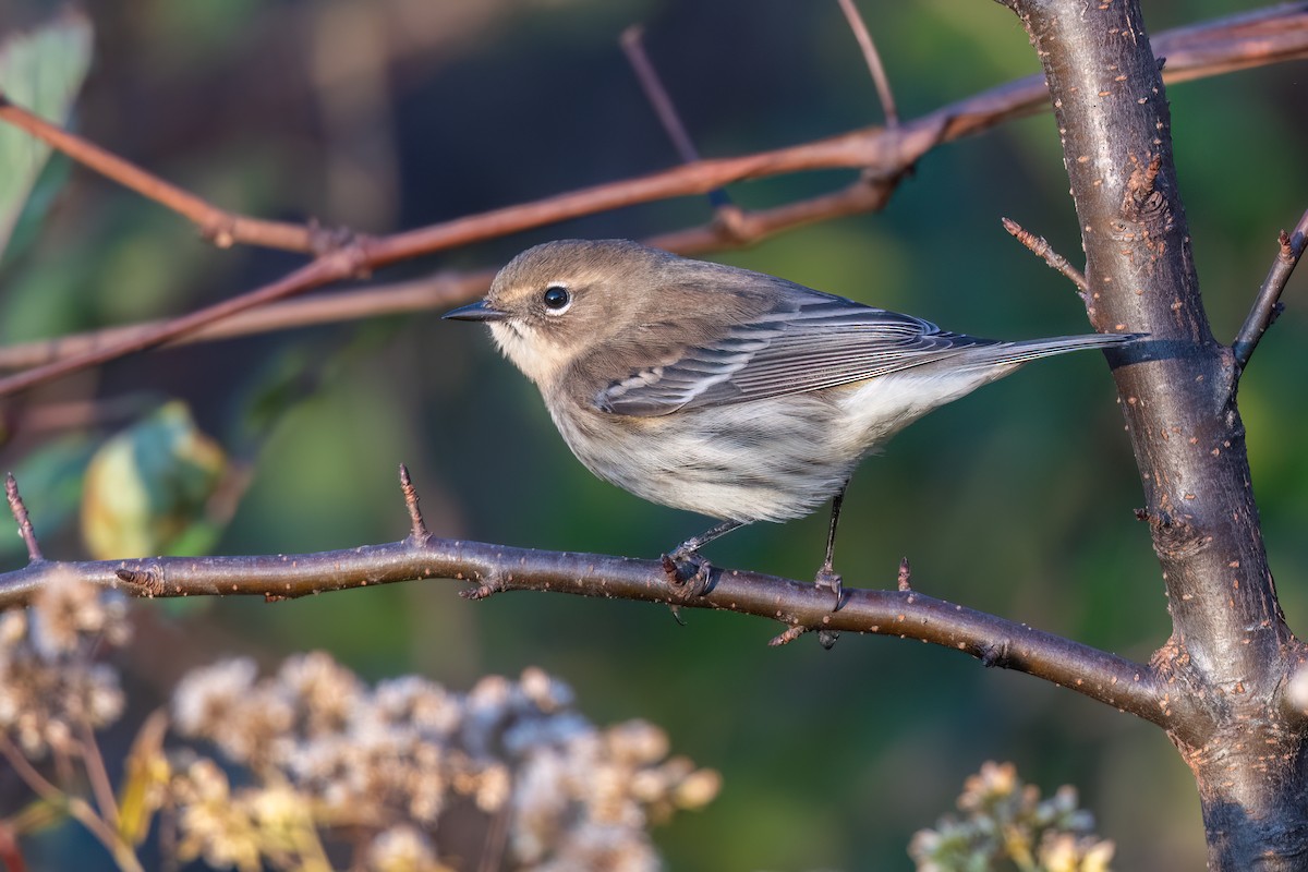 Yellow-rumped Warbler - ML643657176