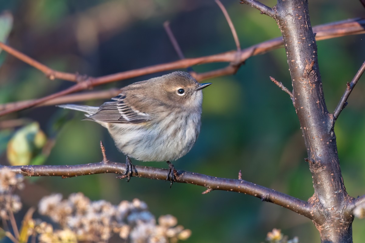 Yellow-rumped Warbler - ML643657177