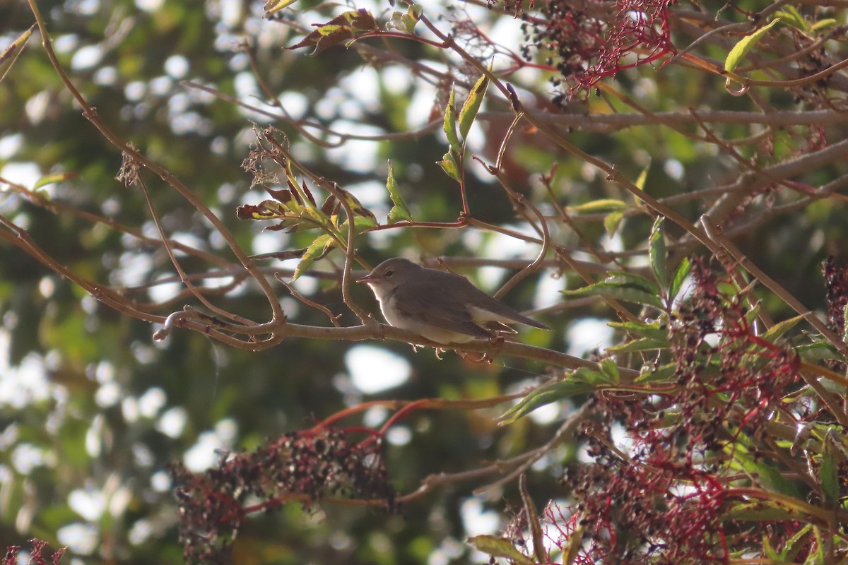 Garden Warbler - ML643657182