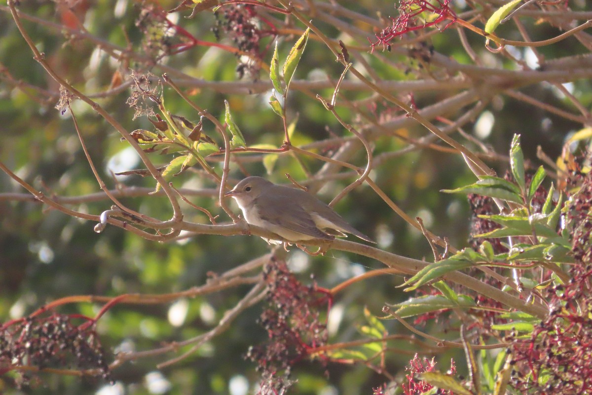Garden Warbler - ML643657183