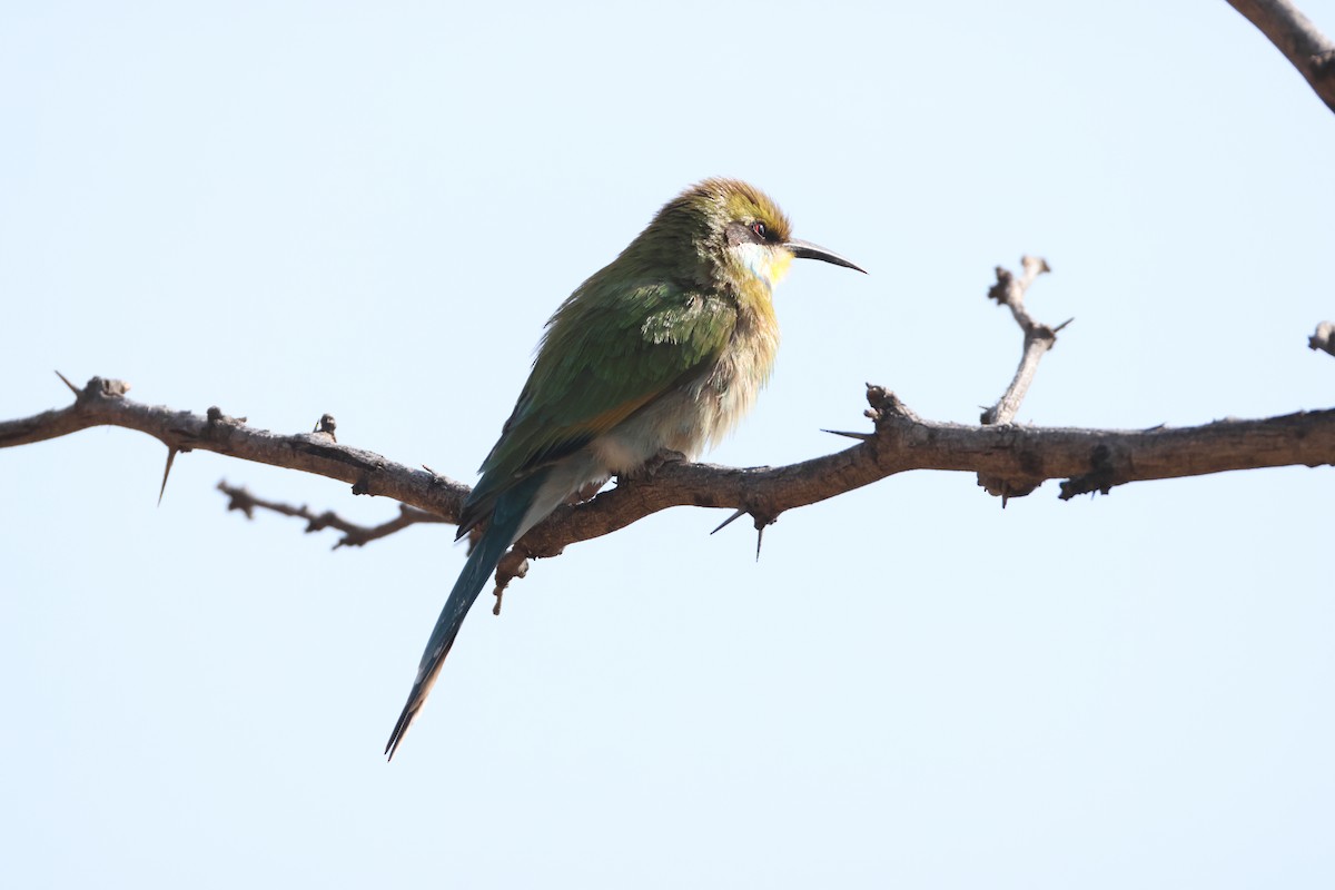 Swallow-tailed Bee-eater - ML643657185