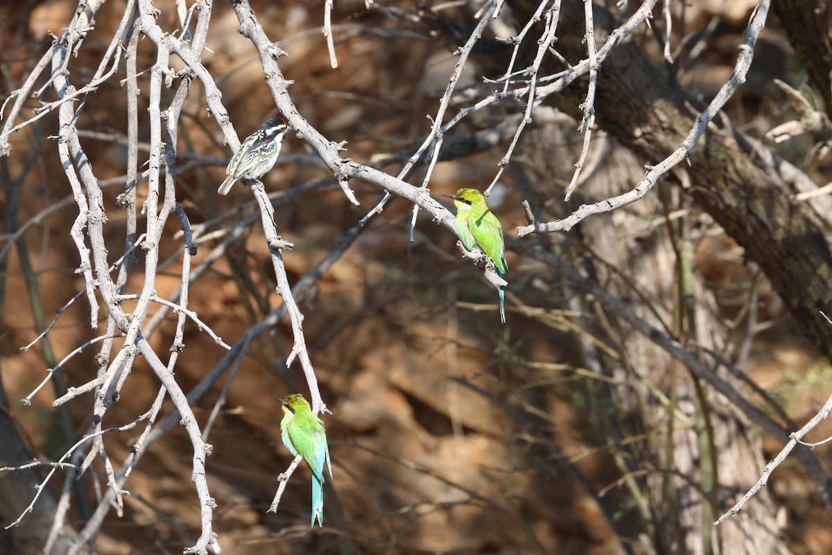Swallow-tailed Bee-eater - ML643657187