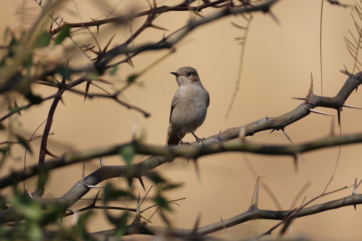 Familiar Chat - ML643657203