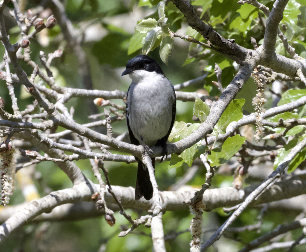 Fiscal Flycatcher - ML643657228