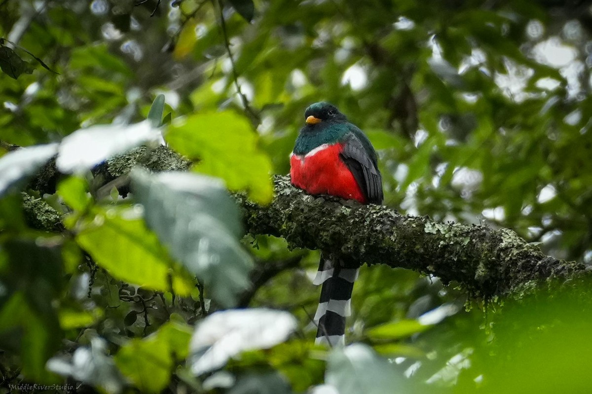 Bronzetrogon - ML643657230