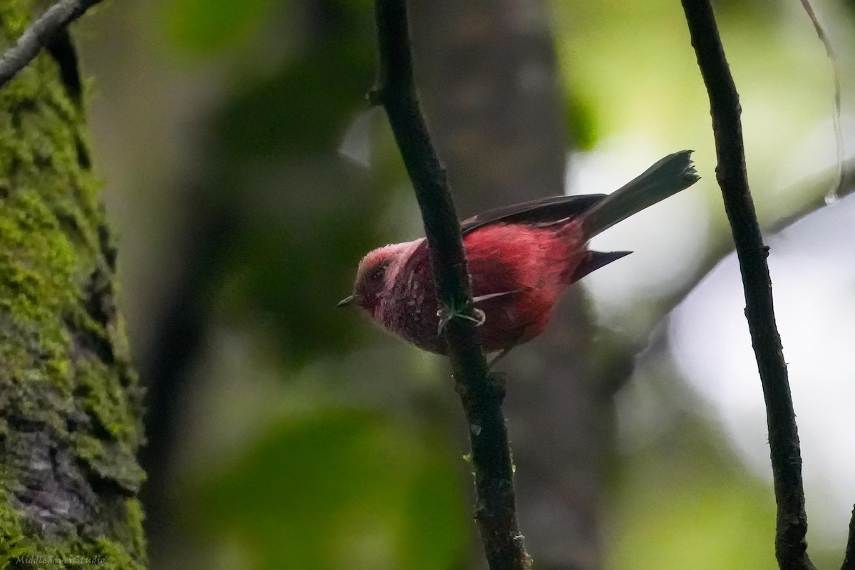 rosenparula - ML643657233