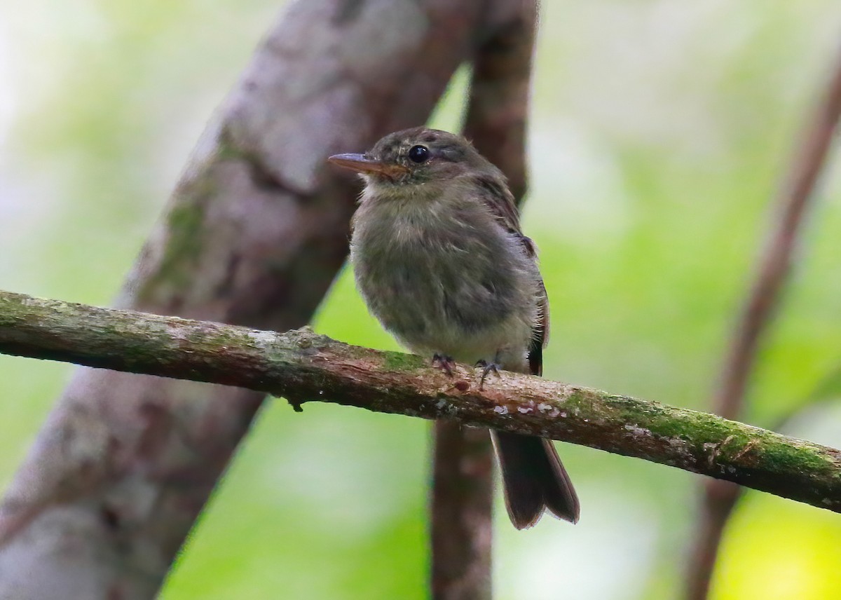 Euler's Flycatcher - ML643657236