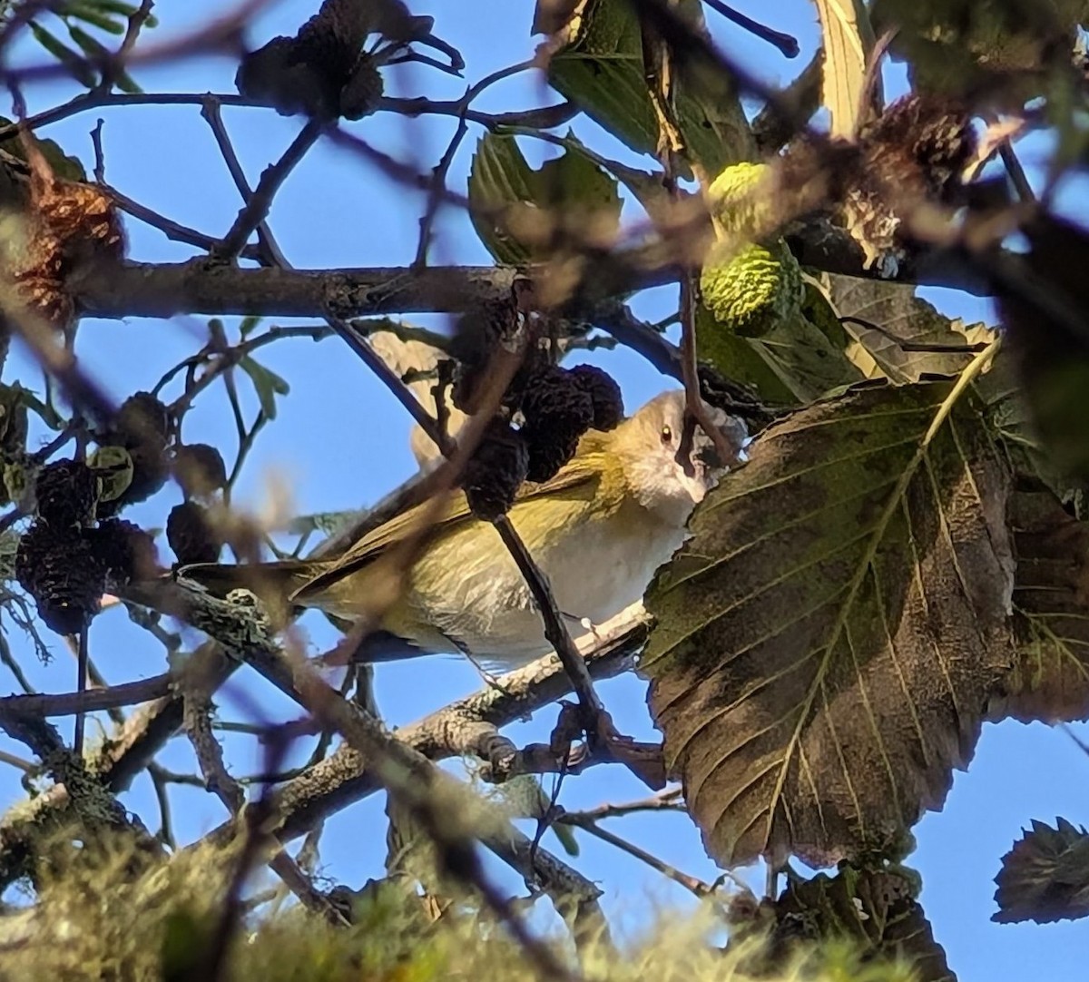Yellow-green Vireo - ML643657243