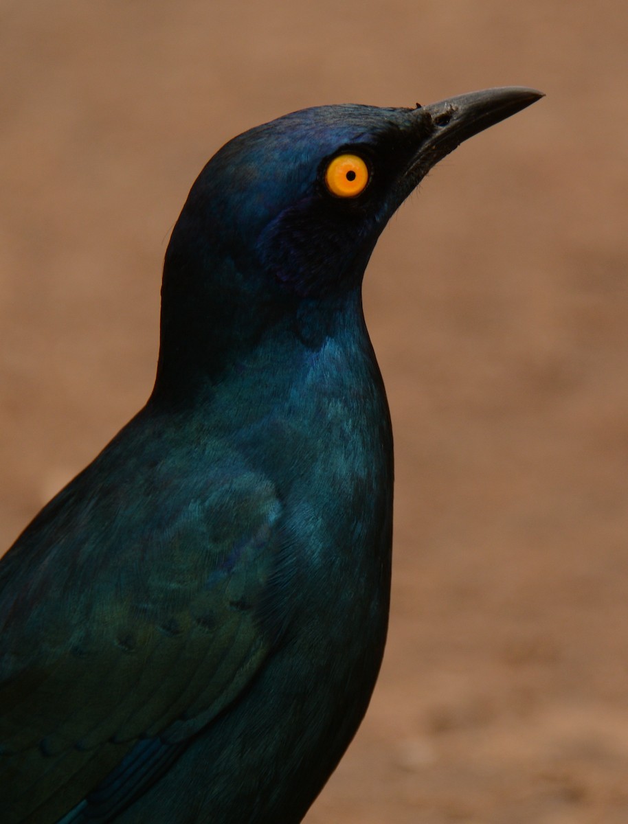 Greater Blue-eared Starling - ML643657247