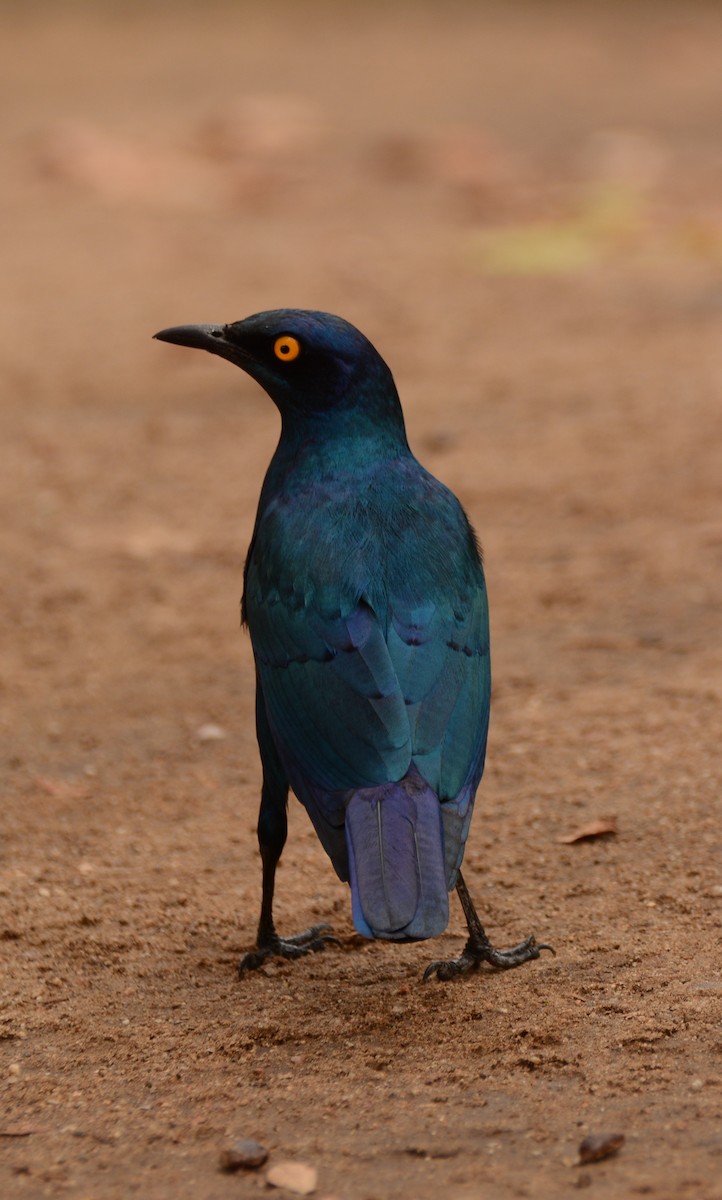 Greater Blue-eared Starling - ML643657248