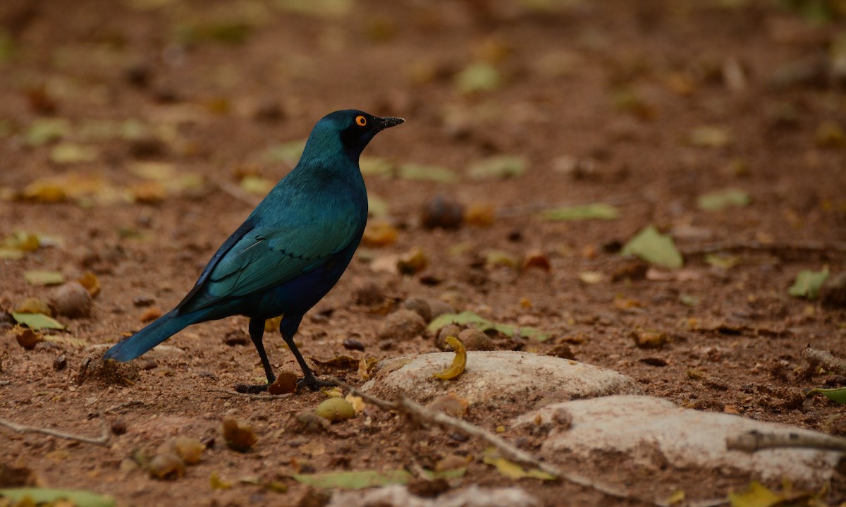 Greater Blue-eared Starling - ML643657249