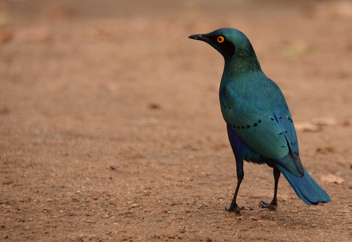 Greater Blue-eared Starling - ML643657250