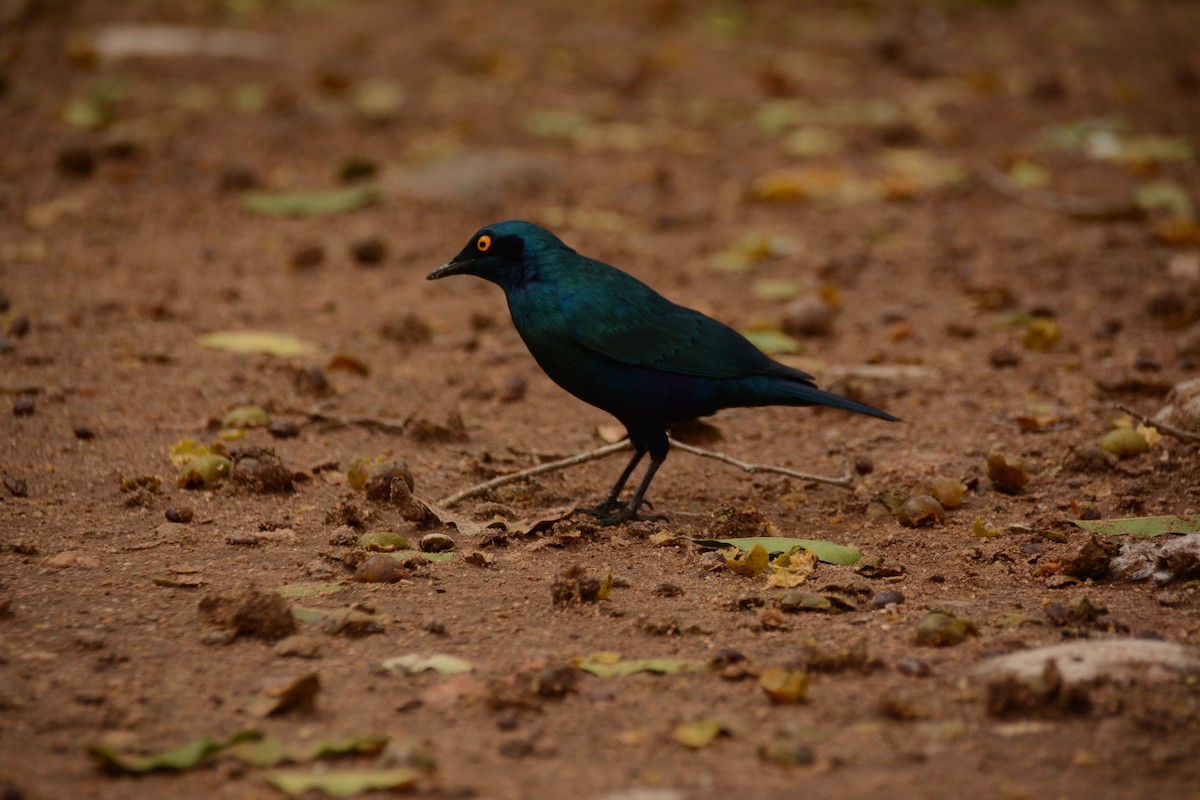 Greater Blue-eared Starling - ML643657253