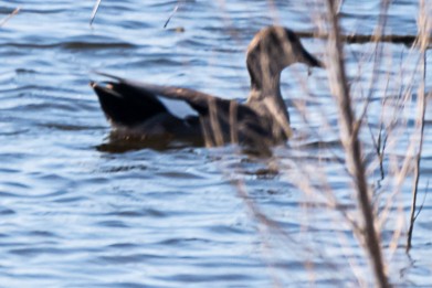 Gadwall - ML643657275