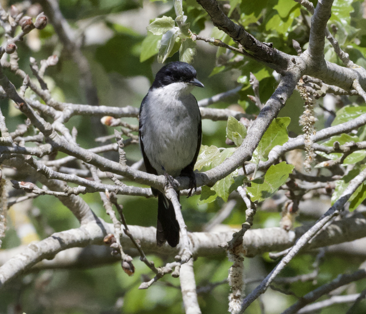 Fiscal Flycatcher - ML643657277
