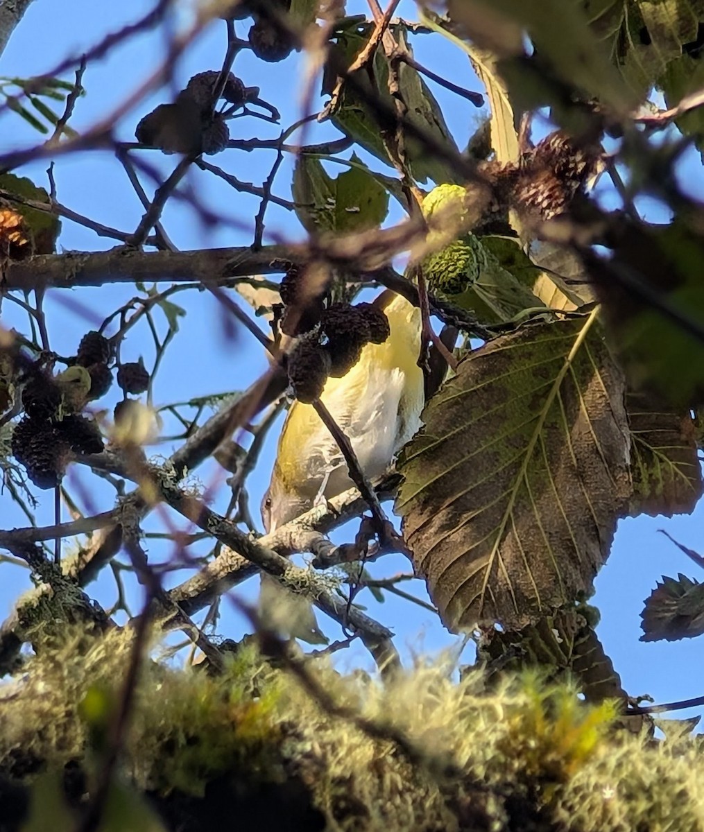 Yellow-green Vireo - ML643657299