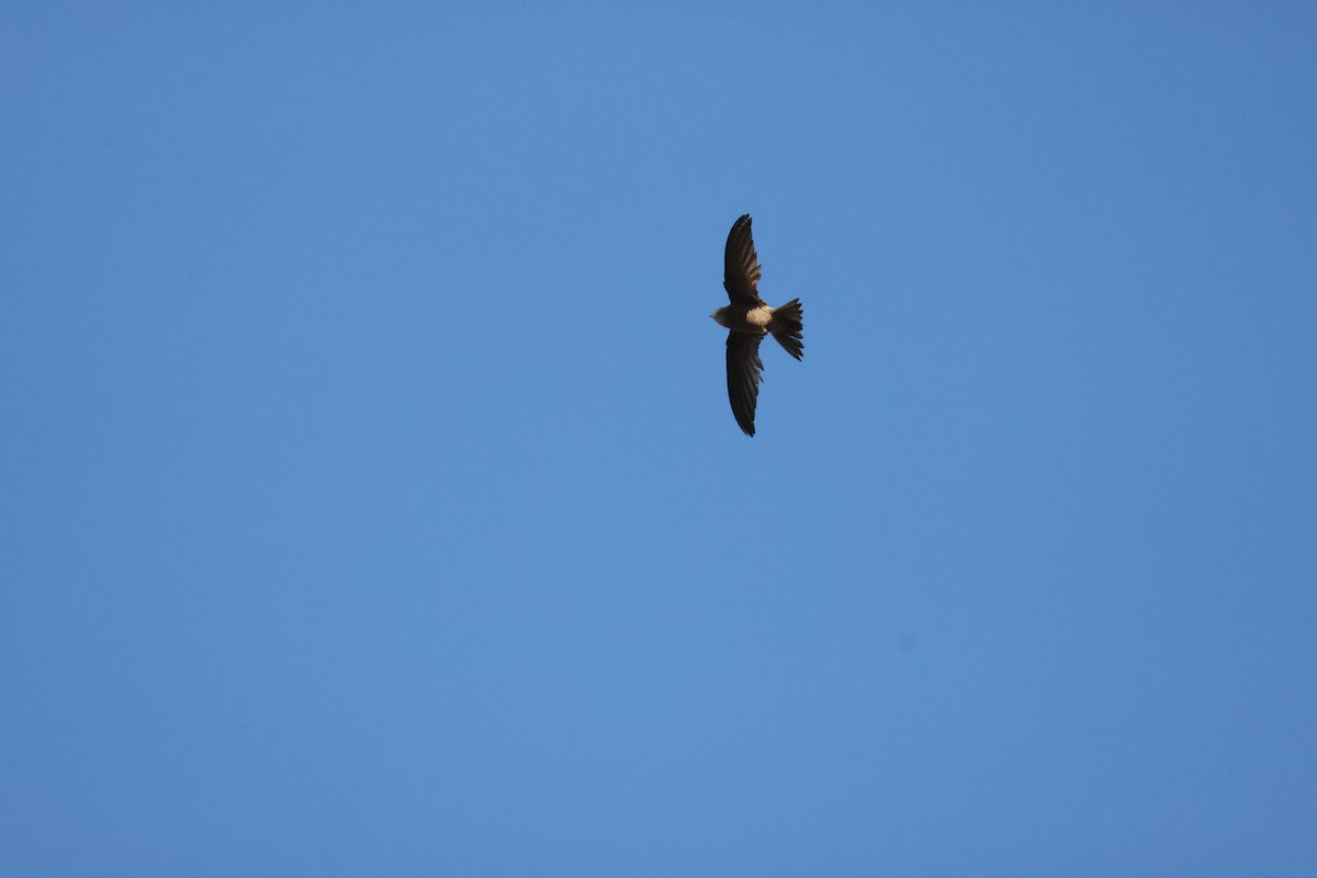 Bradfield's Swift - ML643657303