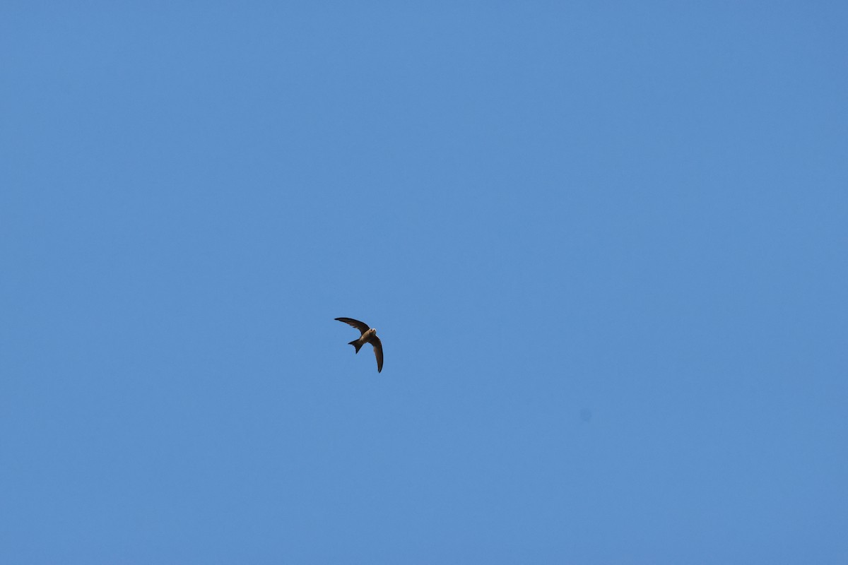 Bradfield's Swift - ML643657304