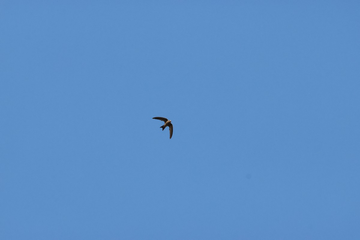 Bradfield's Swift - ML643657305