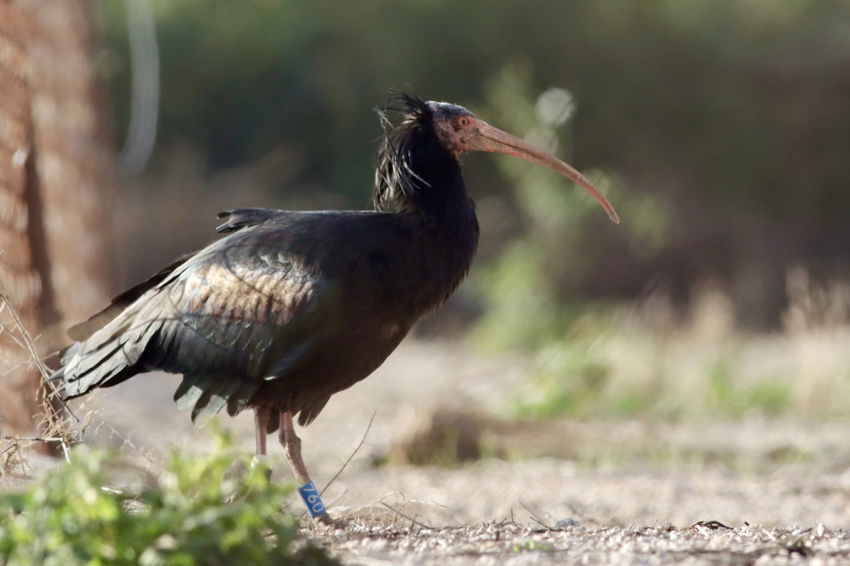 Northern Bald Ibis - ML643657313