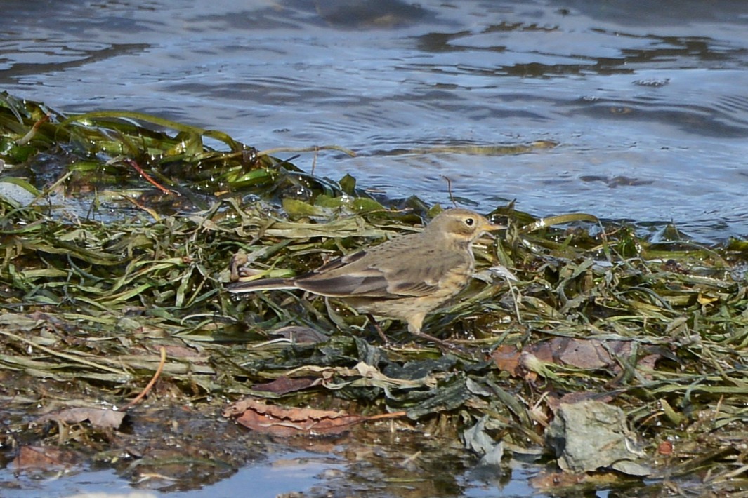 American Pipit - ML643657314