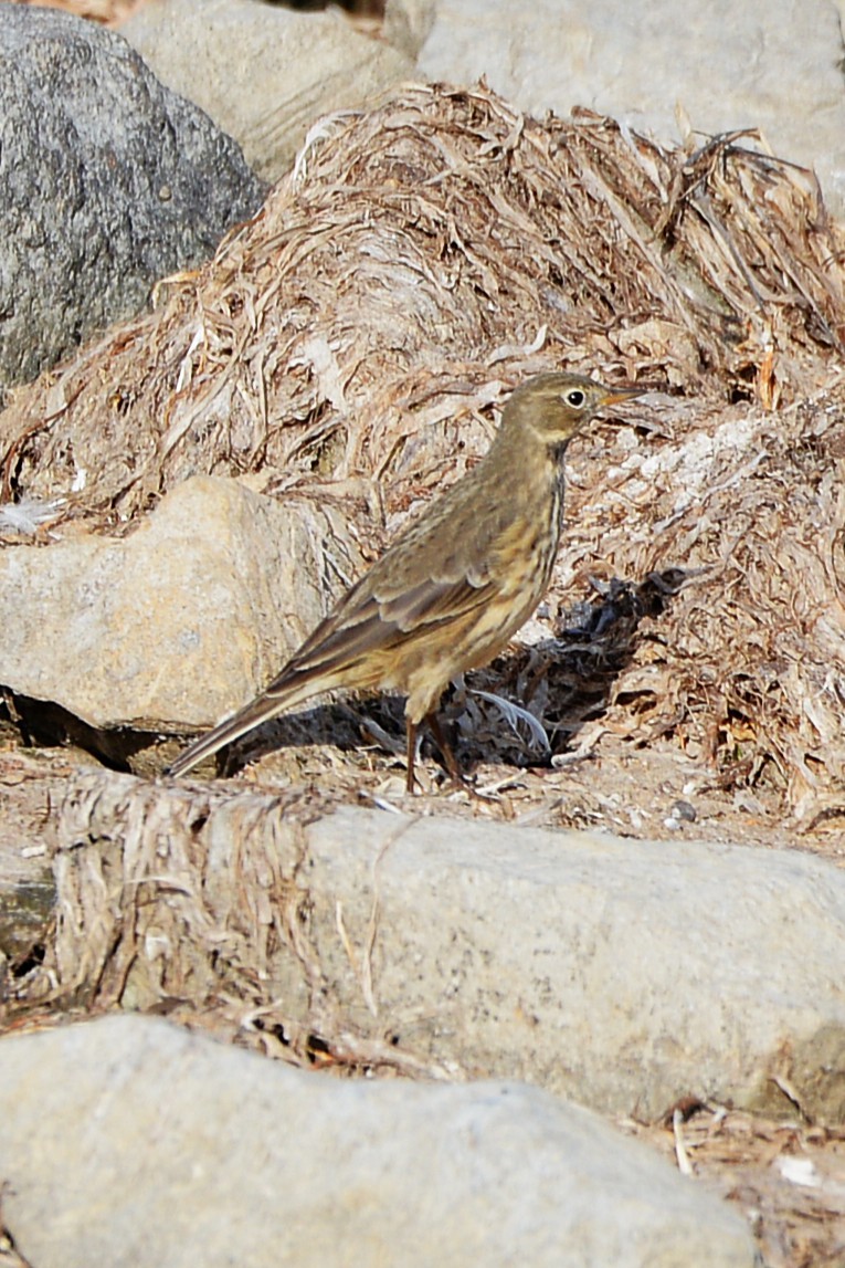 American Pipit - ML643657315