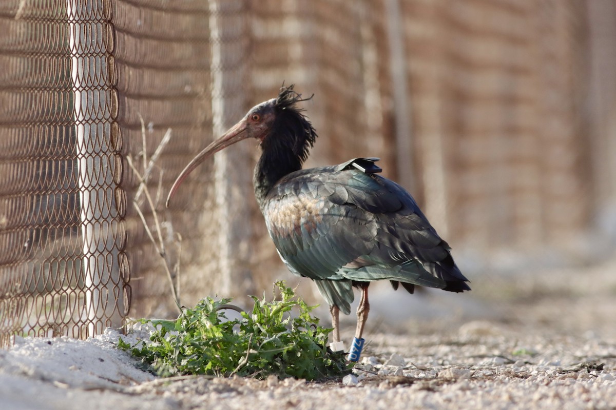 Northern Bald Ibis - ML643657316