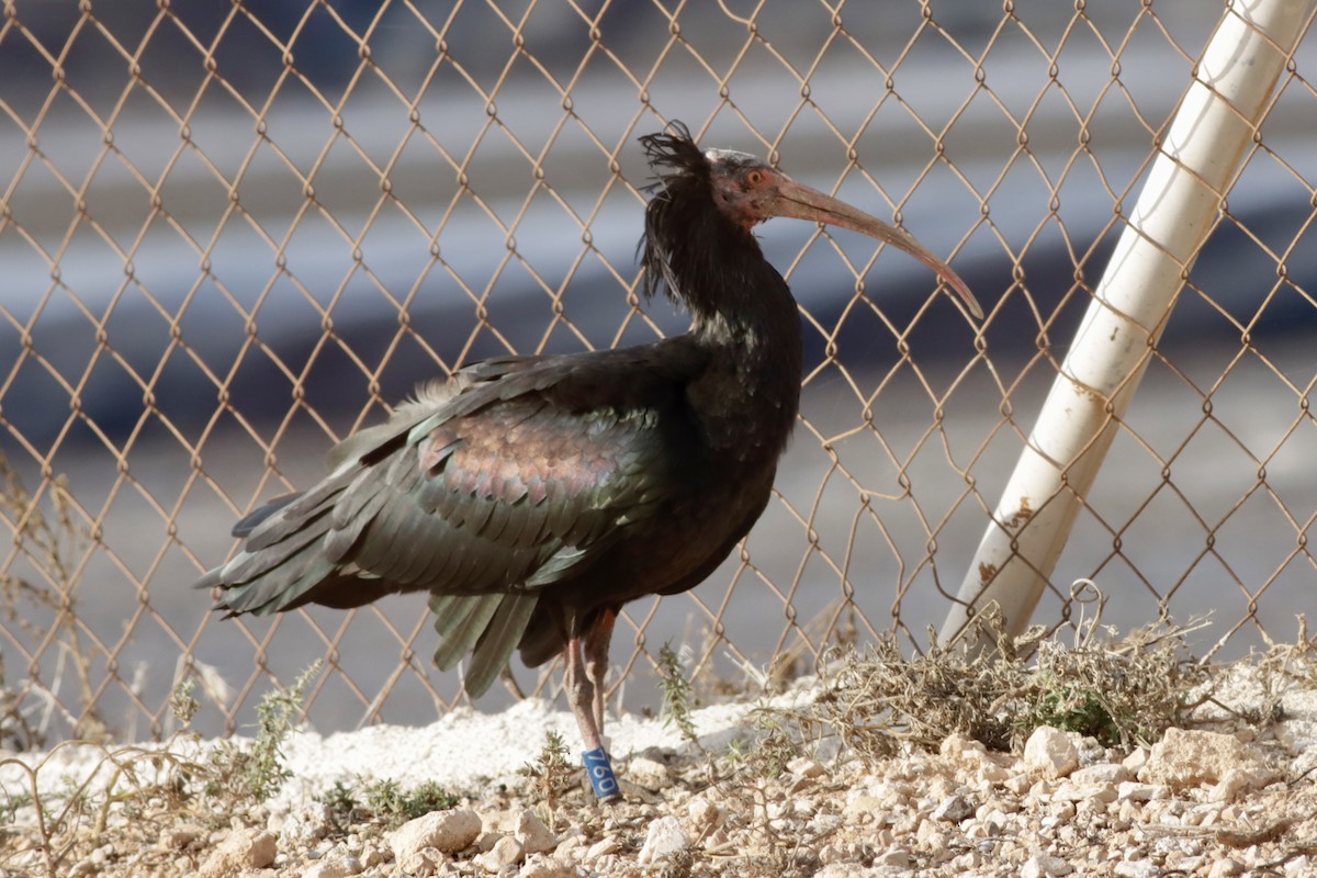 Northern Bald Ibis - ML643657317